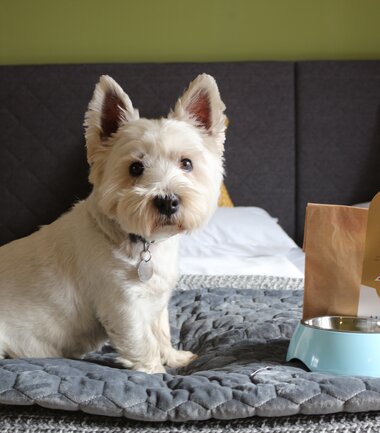 Overnight stay in the hotel with your four-legged friend | © DAS ALPENHAUS HOTELS & RESORTS