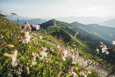 Mountain meadows in SalzburgerLand | © Zell am See-Kaprun Tourismus