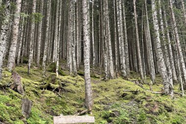 The path leads through the forest | © Stephanie Spatt I Zell am See-Kaprun Tourismus